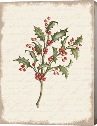 Framed Holly Christmas Botanical Print