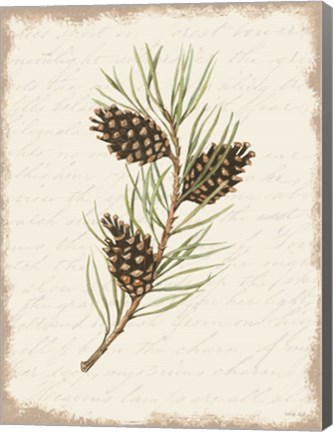 Framed Pine Cone Botanical I Print