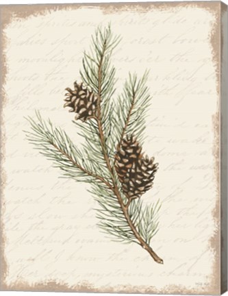 Framed Pine Cone Botanical II Print