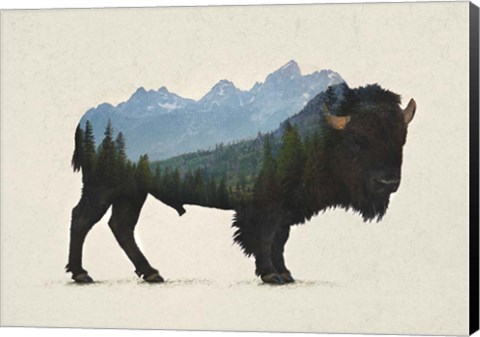 Framed Grand Teton Bison Print