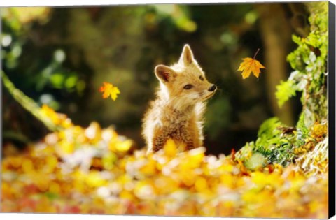 Framed Falling Leaves Fox Print