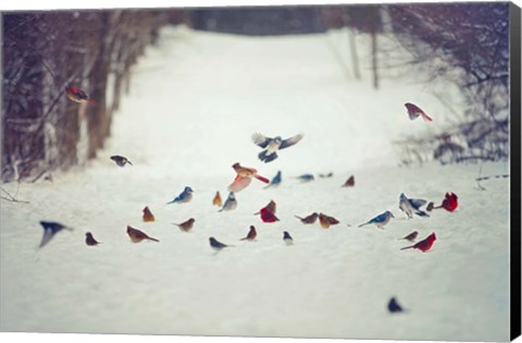 Framed Feathered Friends Birds in Snow Print