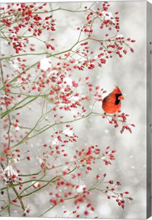 Framed Red Cardinal in the Red Berries Print