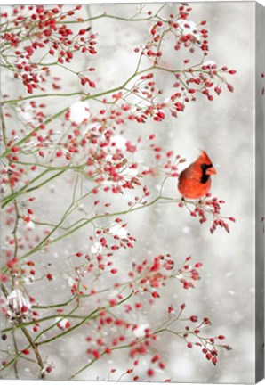 Framed Red Cardinal in the Red Berries Print