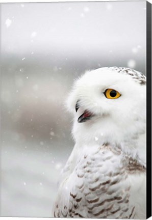 Framed Snowy Owl in the Snow Print