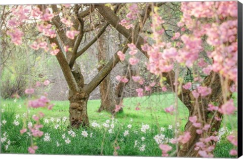 Framed Springtime Fairytale Cherry Tree Print