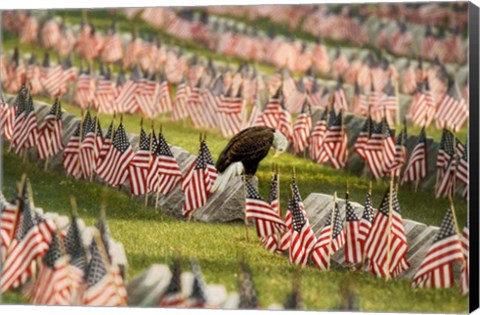 Framed Final Salute - Blad Eagle Print