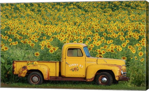 Framed Yellow Vintage Sunflower Truck Print