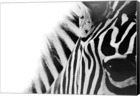 Framed Zebra Eye Print