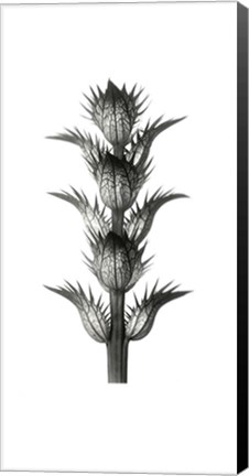 Framed Blossfeldt Botanical No. 1 Print