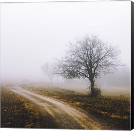 Framed Lonely Tree In The Mist Print