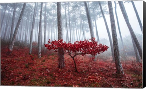 Framed Misty Autumn Print