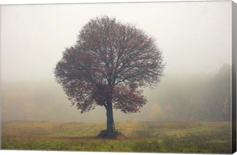 Framed Tree In The Mist Print