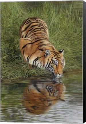Framed Tiger At Waters Edge Print