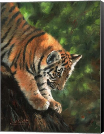 Framed Tiger Cub Climbing Down Tree Print