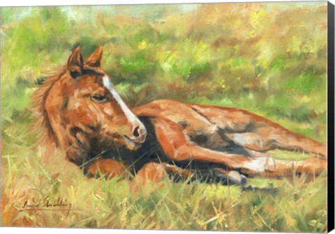 Framed Foal Laying Down Print