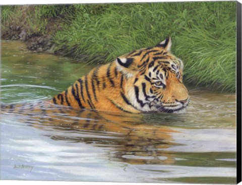 Framed Tiger Water 2 Print