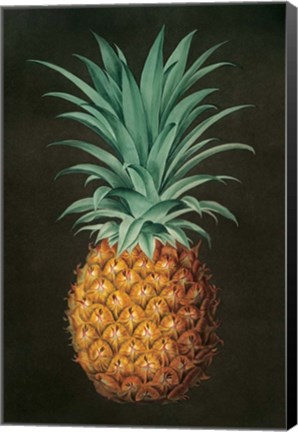 Framed Vintage Pineapple II Print