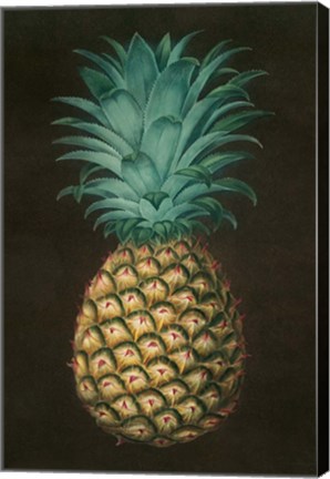 Framed Vintage Pineapple I Print