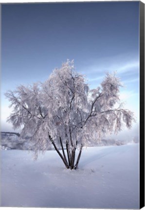 Framed Snow Covered Tree in the Yukon River, Canada Print