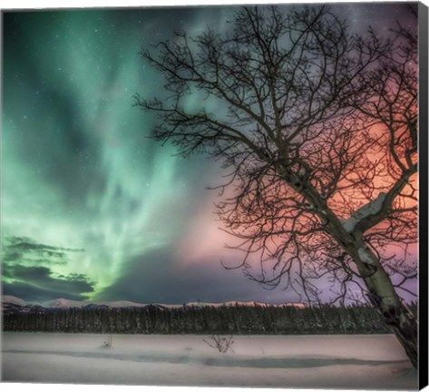 Framed Northern Lights and Bare Tree, Yukon River, Yukon, Canada Print