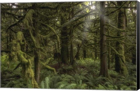 Framed Forest in British Columbia, Canada Print