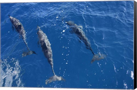 Framed Group Of Spinner Dolphins Print