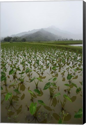 Framed Taro Field in Hanalei National Wildlife Refuge Print