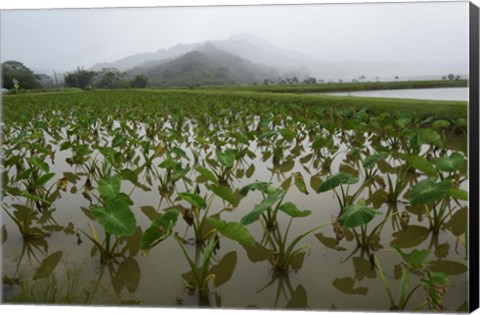 Framed Taro Field in Hanalei National Wildlife Refuge, Kauai, Hawaii Print