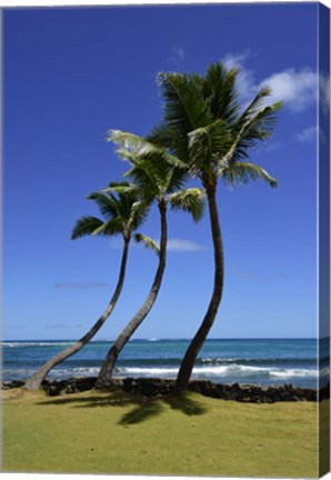 Framed Palm Trees on the Coast Of Hauula Print