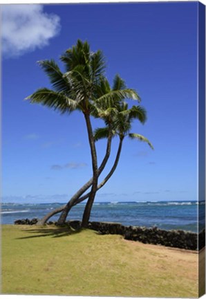 Framed Palm Trees on the Coast Of Hauula, Oahu, Hawaii Print