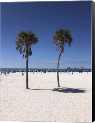 Framed Palm Trees, Clearwater Beach, Florida Print