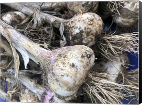 Framed Freshly Harvested Garlic Bulbs, Close-Up Print