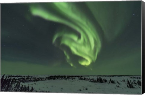 Framed Swirls of Auroral Curtains in the Northeast Sky, Churchill Print