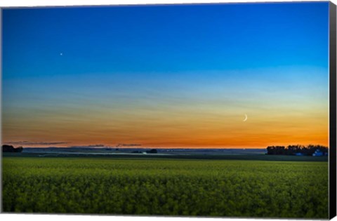 Framed Waxing Crescent Moon Below Venus Over a Ripening Canola Field Print