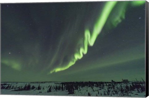 Framed Auroral Curtain Over Churchill, Manitoba Print