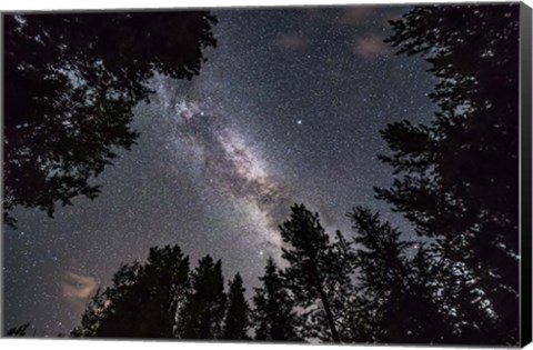 Framed Summer Milky Way Looking Up Through Trees in Banff National Park Print