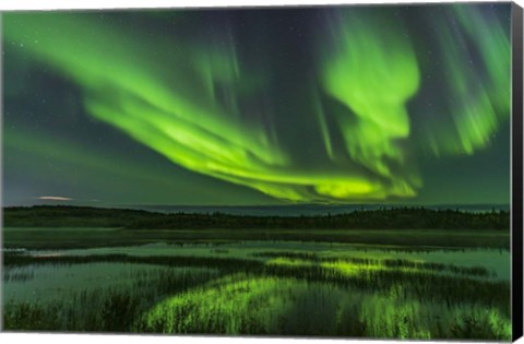Framed Aurora Over Prosperous Lake, Near Yellowknife Print