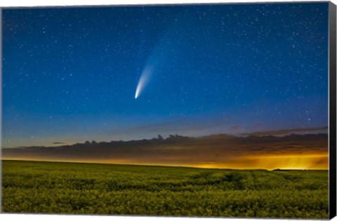 Framed Comet NEOWISE Over a Ripening Canola Field in Southern Alberta Print