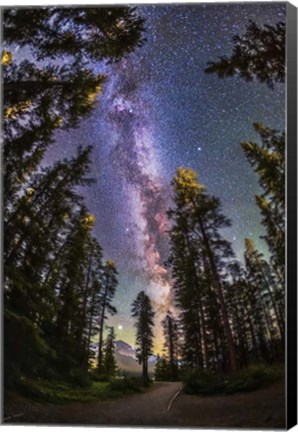 Framed Summer Milky Way With Through Pine Trees Print