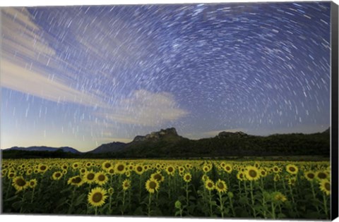 Framed Star Trails Among the Passing Clouds Above a Sunflower Filed Near Bangkok, Thailand Print