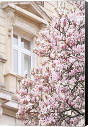 Framed Pink Spring Magnolias in Paris Print