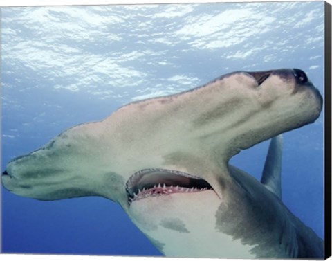 Framed Great Hammerhead Shark With Mouth Open Print