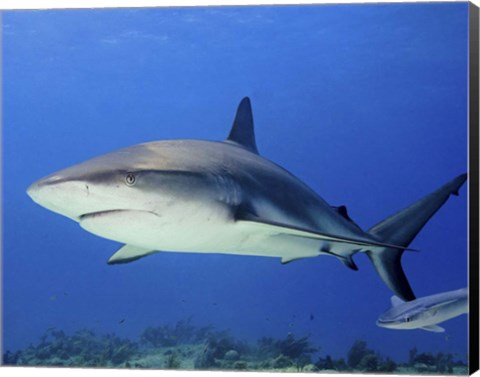 Framed Reef Shark, Tiger Beach Print