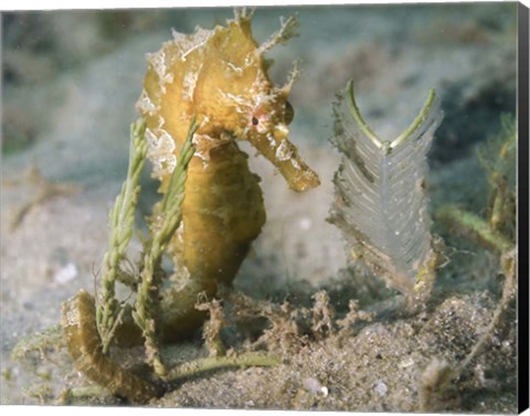 Framed Lined Seahorse in Sea Grass Print