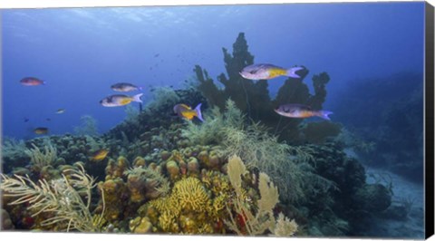 Framed Small Group Of Creole Wrasse Pass Over a Reef Print