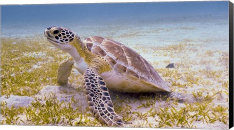 Framed Green Turtle in the Sea Grass Print