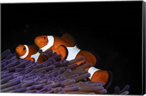 Framed Two Clownfish in Their Anemone Home Print