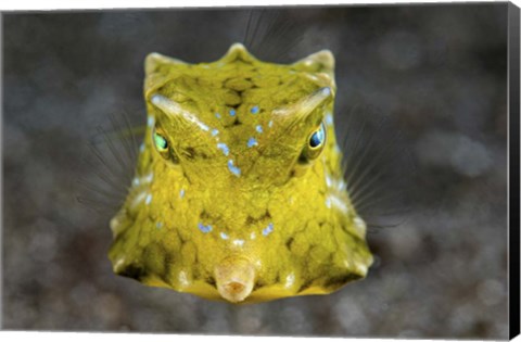 Framed Boxfish Portrait Print