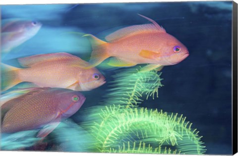 Framed School Of Anthias Darts Around a Coral Reef Print